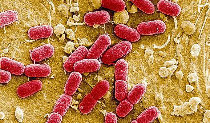 SNN0407ECOLI_20110_1322674a.jpg