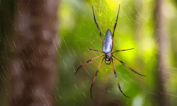 Spider6