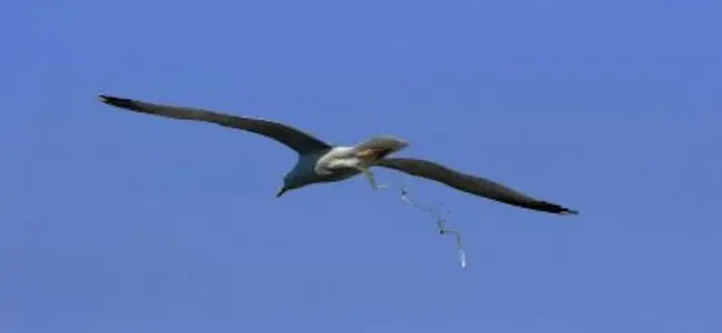 Mouettes.jpg