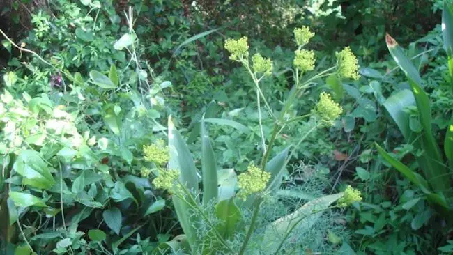 plantes.jpg
