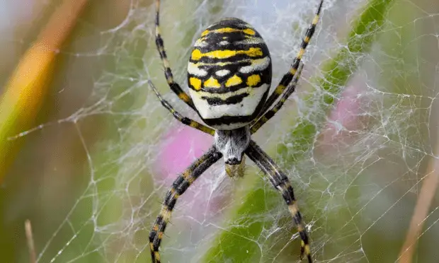 Spider7