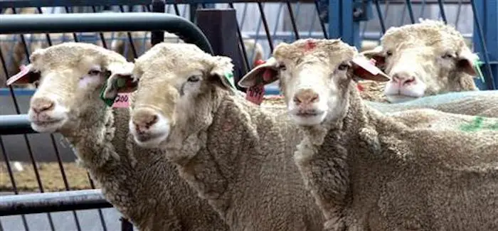 moutons.jpg