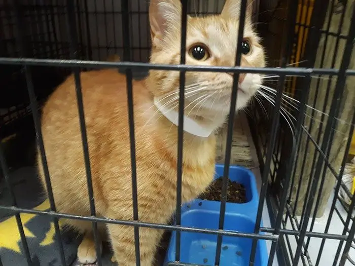 cat 5