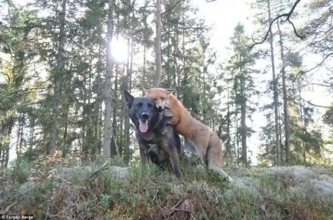 tinni-and-sniffer-05-685x453.jpg