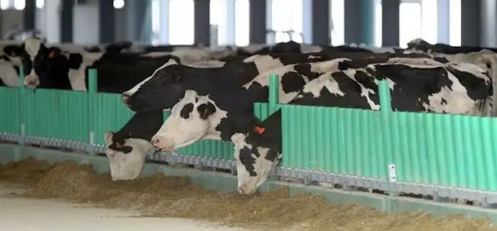 milles_vaches_15_09_2014.jpg
