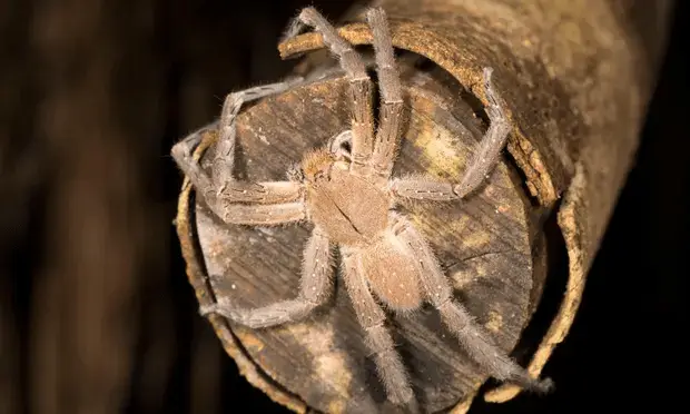 Spider5