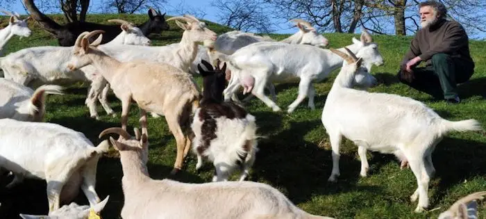 fromage_de_chevre.jpg