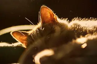 chat6.jpg