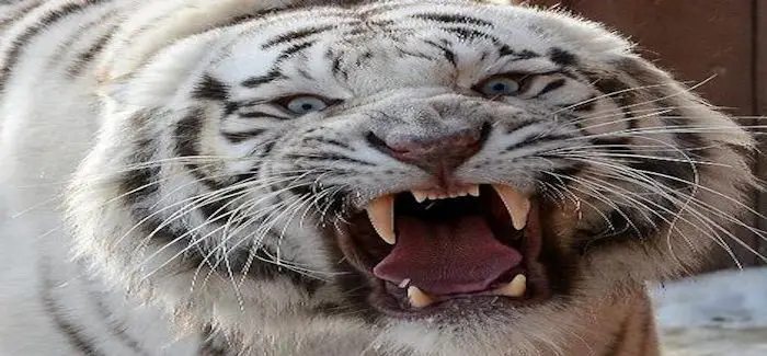 tigre_20_02_2014.jpg