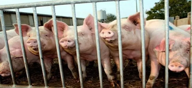 cochons.jpg