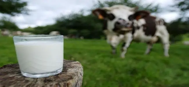 vache_a_lait_automobiliste_01_09_2013.jpg