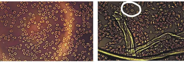 graphene oxide