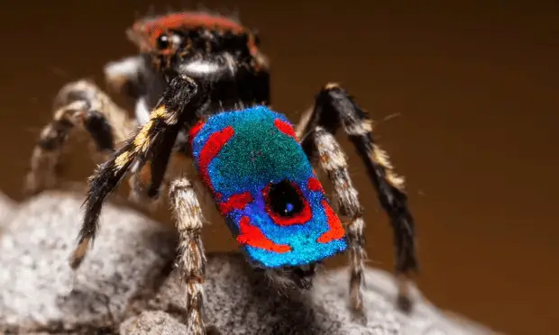 Spider3