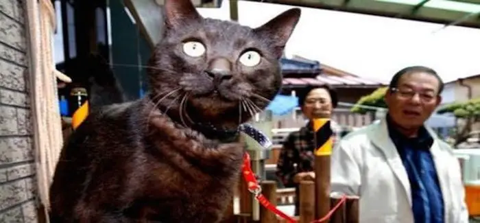 chat_fluorescent.jpg