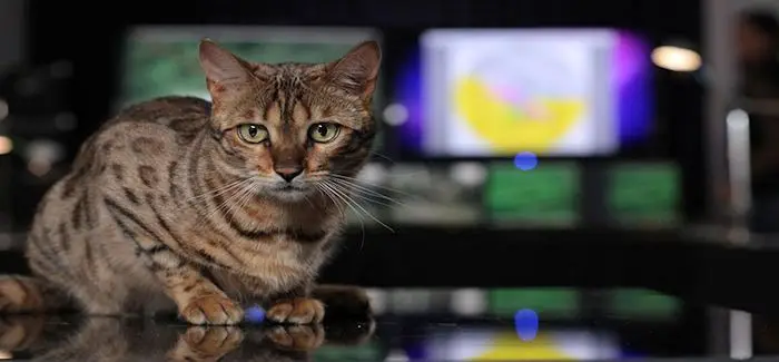 la_double_vie_des_chats_15_06_2014.jpg