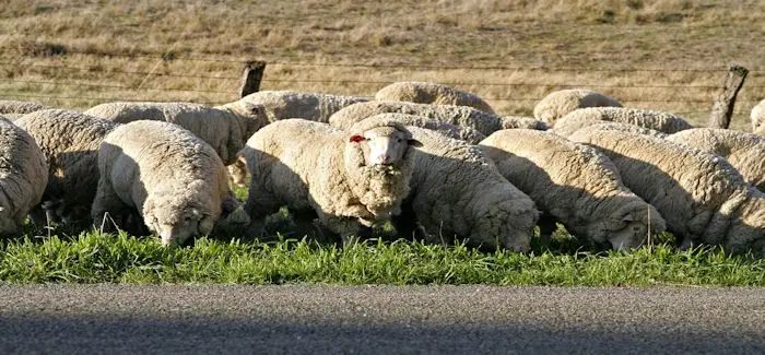 moutons_29_05_2015.jpg
