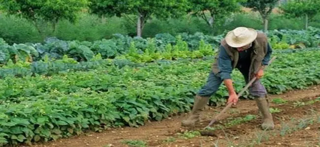 potager_29_05_2013.jpg