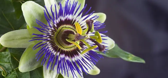 passiflore_13_03_2014.jpg