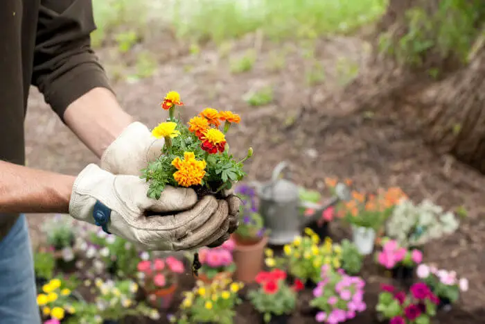 Jardinage
