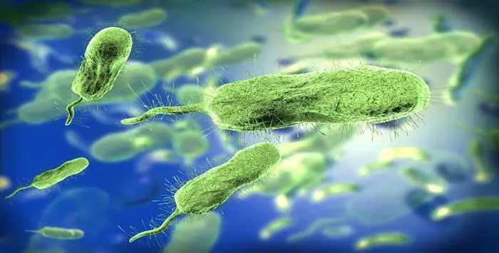 Vibrio vulnificus