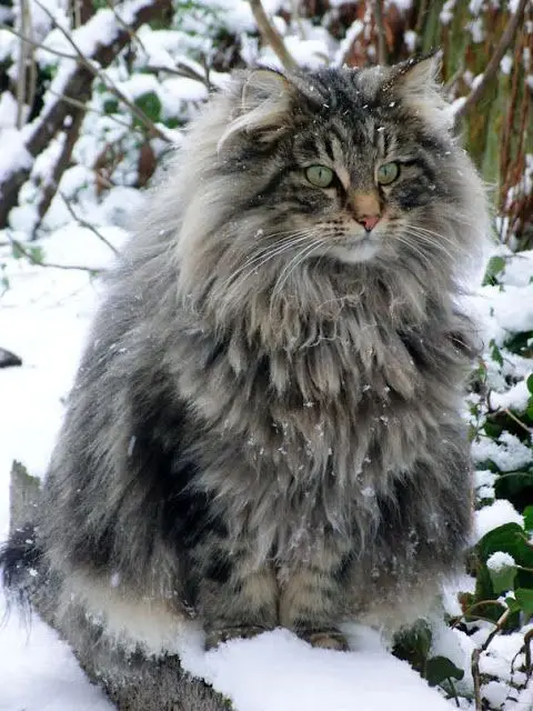chat fourre.jpg