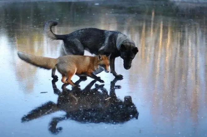 tinni-and-sniffer-07-685x453.jpg