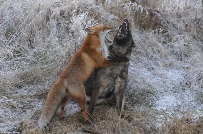 tinni-and-sniffer-03-685x453.jpg