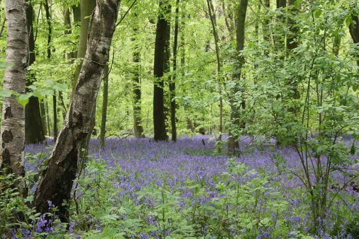 foret 4 d8bc4