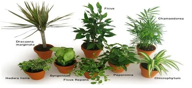 plante_detox_07_11_2013.jpg