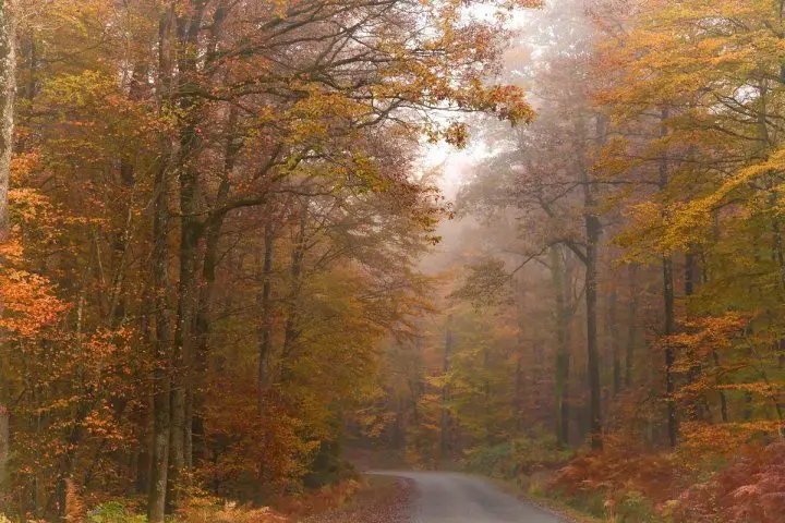 foret 1 ed784