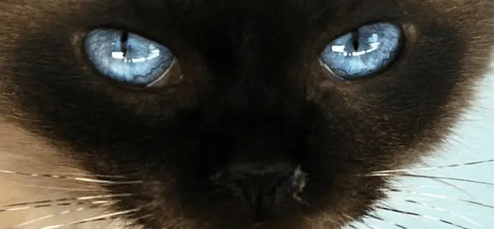 chats_17_12_2015.png