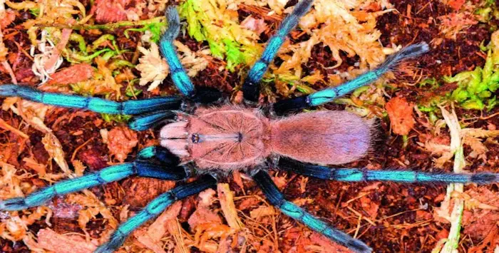 spider1