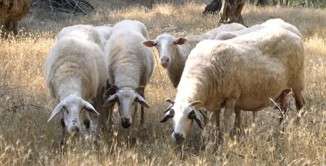 moutons_grecs.jpg