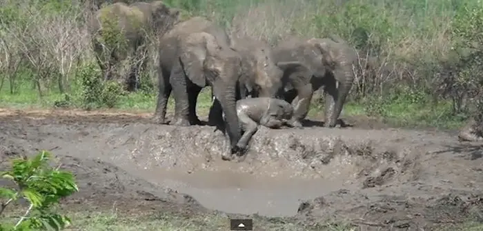 aide_elephenteau.jpg