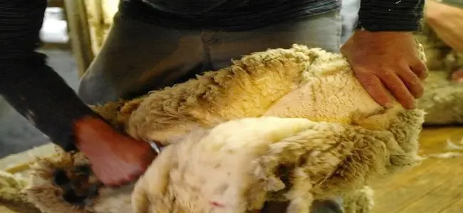 mouton_tondu.jpg
