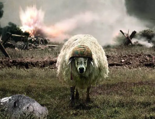 The-Sheep-of-War-672.jpg