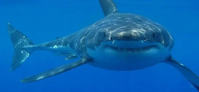 shark_attack_11_01_2014.jpg