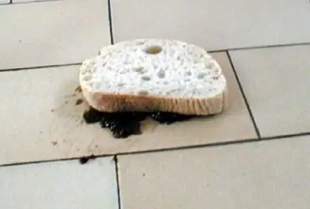 tartine_m.jpg