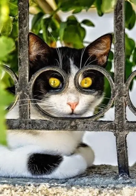 funny-perfectly-timed-cat-photo-241__605.jpg