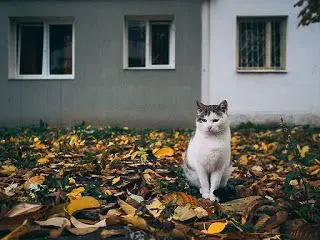 chat3.jpg