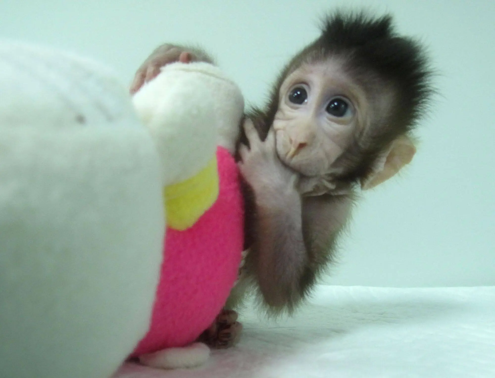 zhong zhong a cloned long tailed macaque monkey 6009276