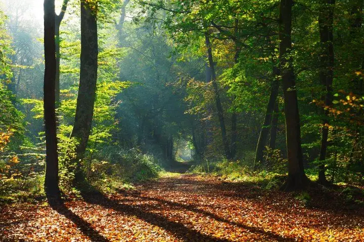 foret 3 54fe4