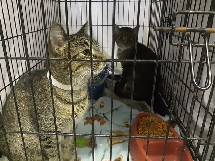 CAT1