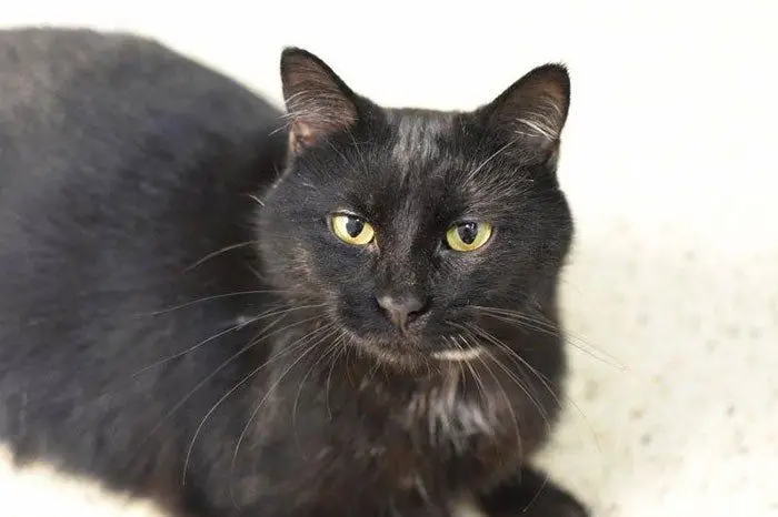 Cat4