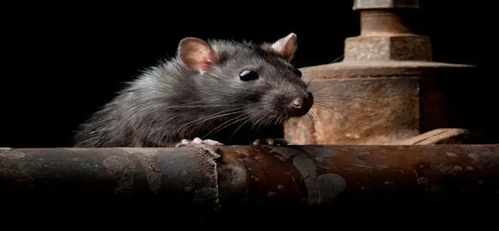 ratatouille_13_01_2014.jpg