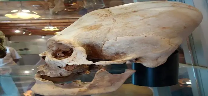 paracas_skull.jpg