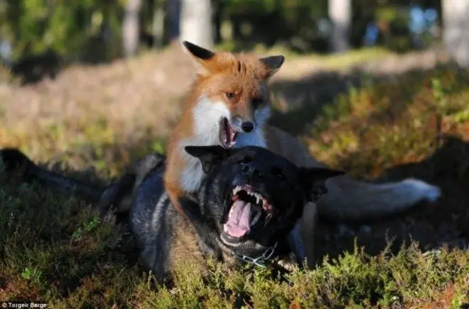 tinni-and-sniffer-10-685x453.jpg