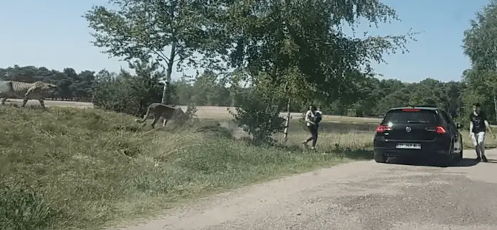 Les trisos en safari 11 05 2018
