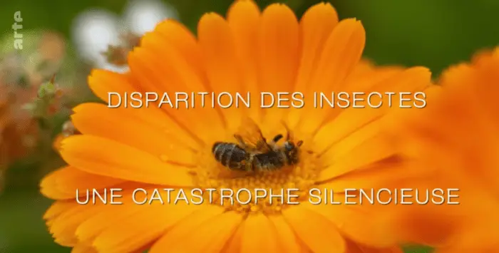 Insectes disparition 17 02 2019