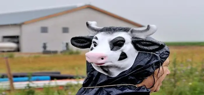 milles_vaches_29_06_2014.jpg